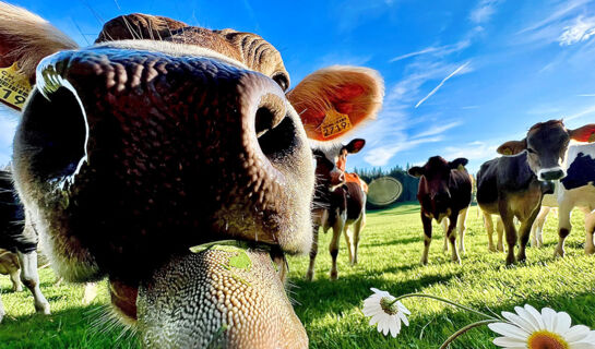 HÔTEL RESTAURANT LES CERNETS VAL-DE-TRAVERS Les Verrières